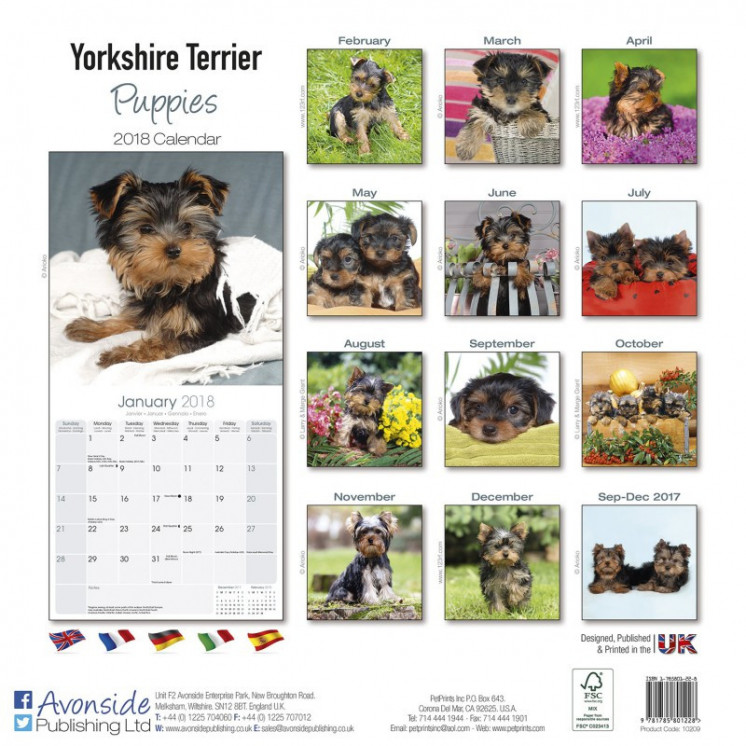 Calendrier Chiot Yorkshire Terrier 2018