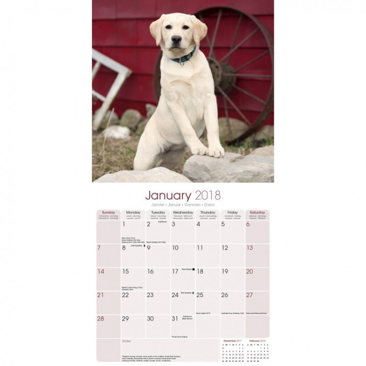 Calendrier Labrador Retriever 2018