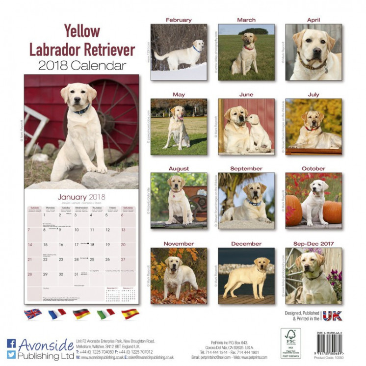 Calendrier Labrador Retriever 2018