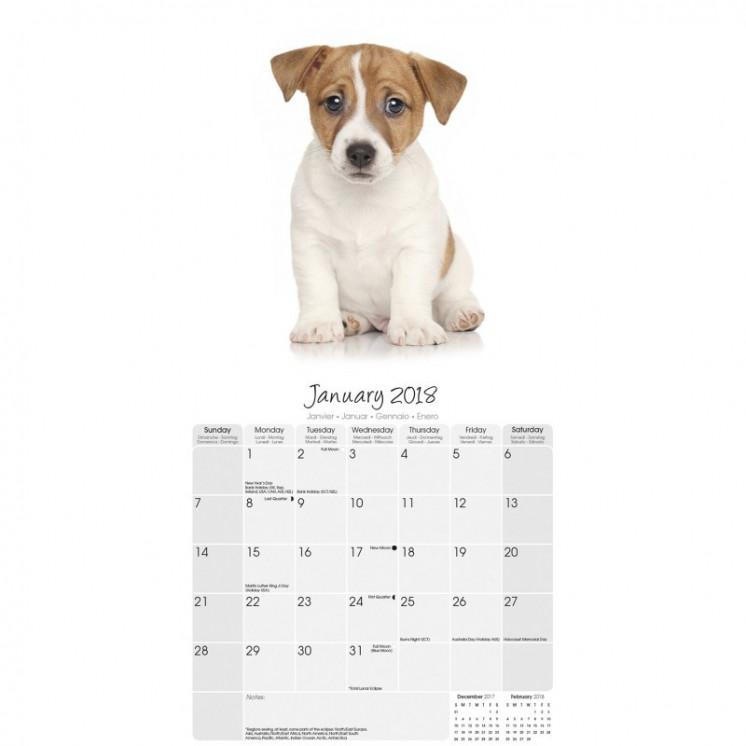 Calendrier Jack Russell 2018