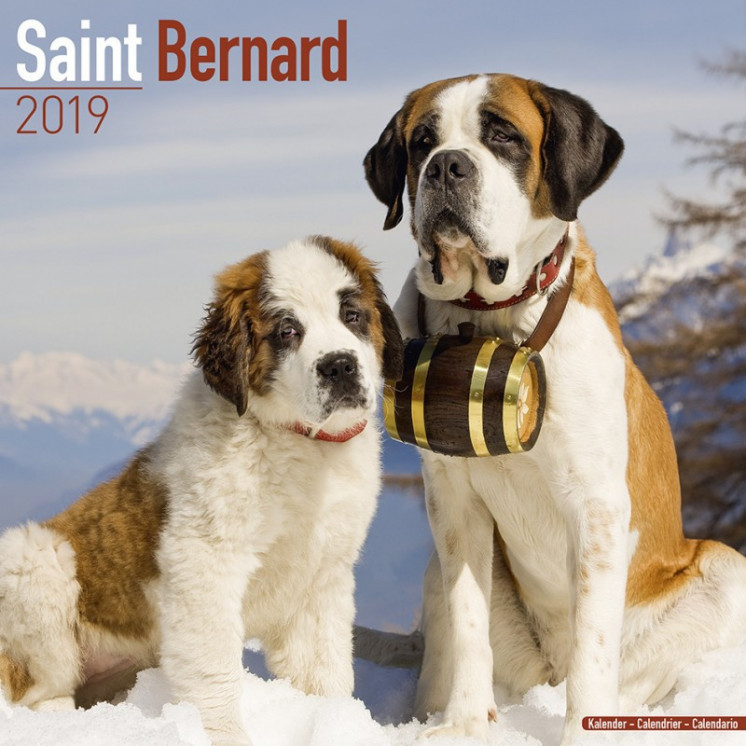 Calendrier Saint-Bernard 2019