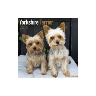 Calendrier Yorkshire Terrier 2016