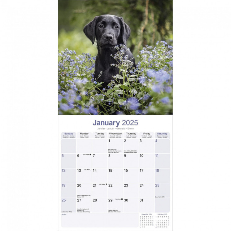 Calendrier Chiots Labrador Noir 2025