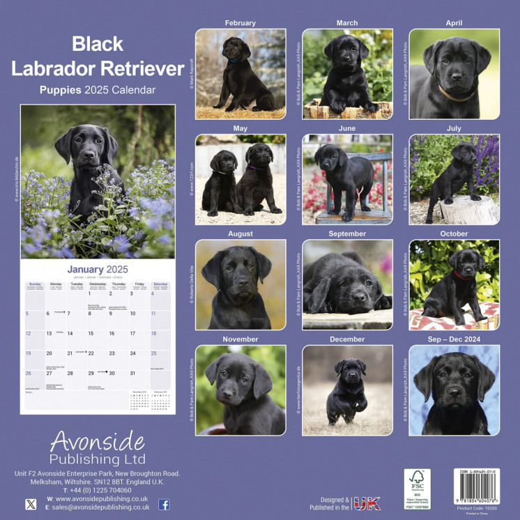 Calendrier Chiots Labrador Noir 2025