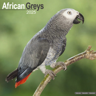 Calendrier Perroquet Gris d'Afrique 2025