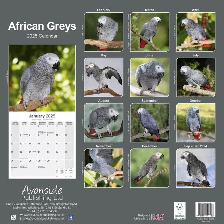 Calendrier Perroquet Gris d'Afrique 2025