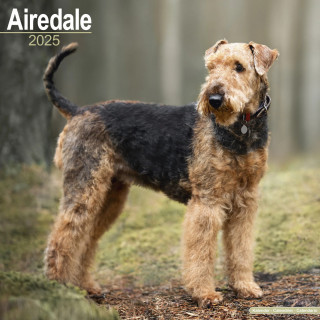 Calendrier Airedale 2025