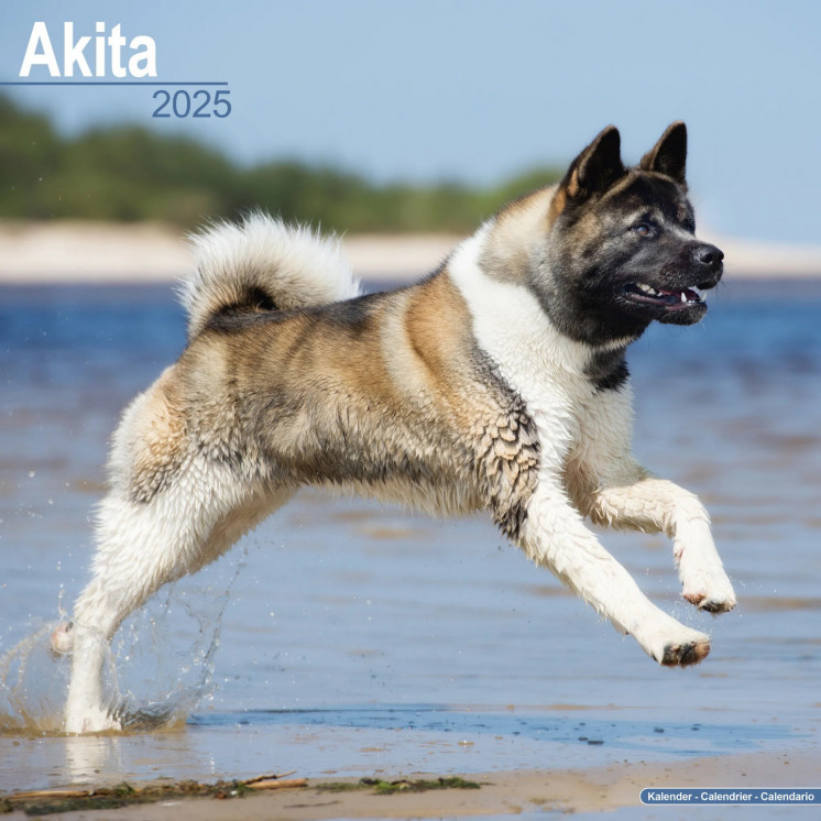 Calendrier Akita 2025