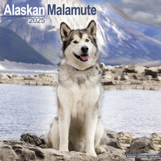 Calendrier Malamute d'Alaska 2025