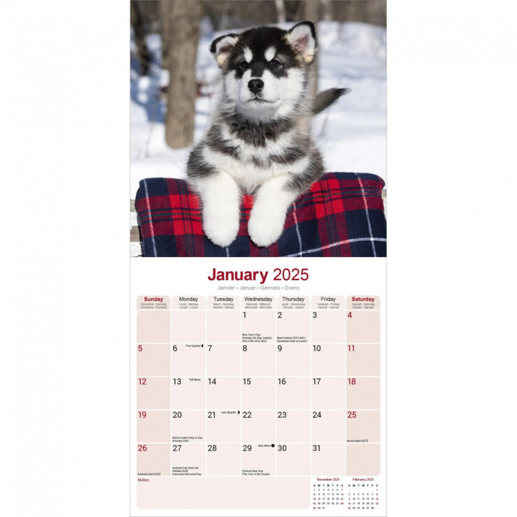 Calendrier Malamute d'Alaska 2025