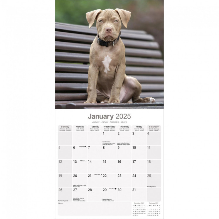 Calendrier American Pit Bull Terrier 2025