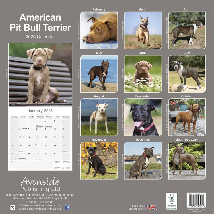 Calendrier American Pit Bull Terrier 2025