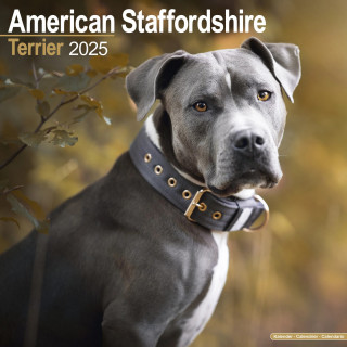 Calendrier l'American Staffordshire Terrier 2025