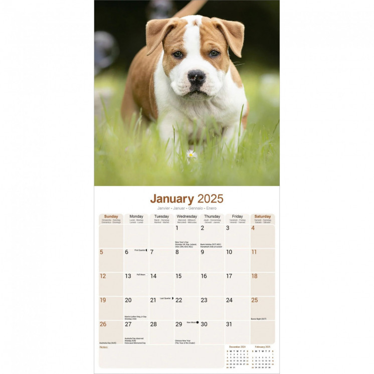 Calendrier l'American Staffordshire Terrier 2025