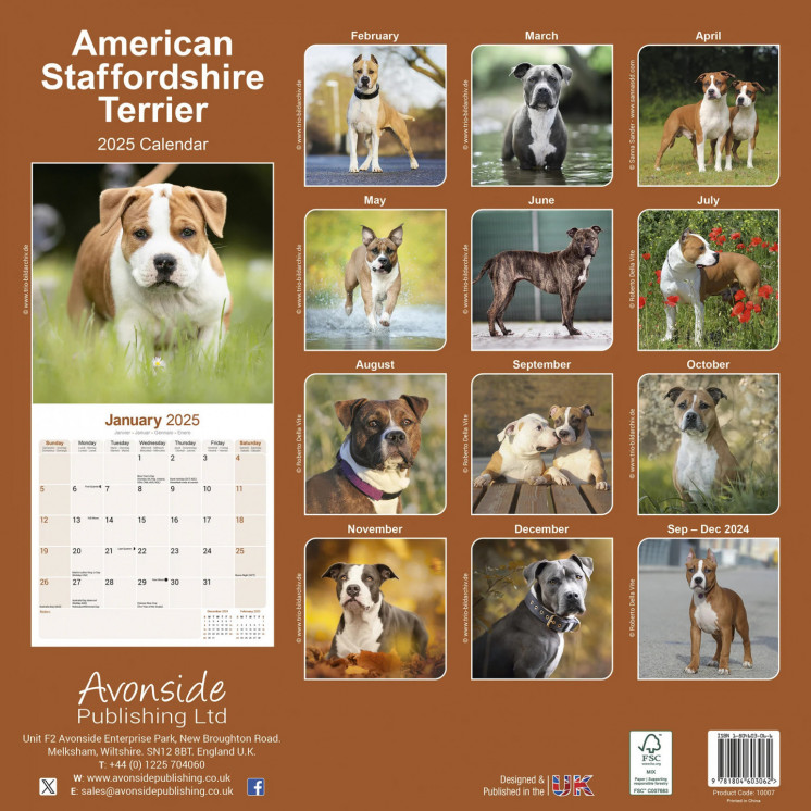 Calendrier l'American Staffordshire Terrier 2025