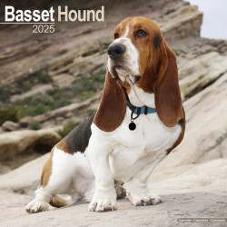 Calendrier Basset Hound 2025