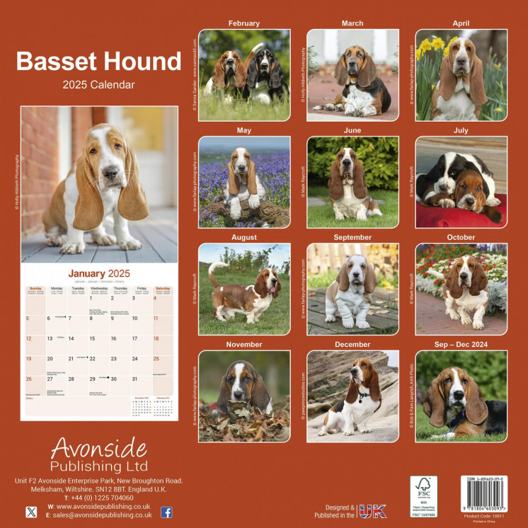 Calendrier Basset Hound 2025