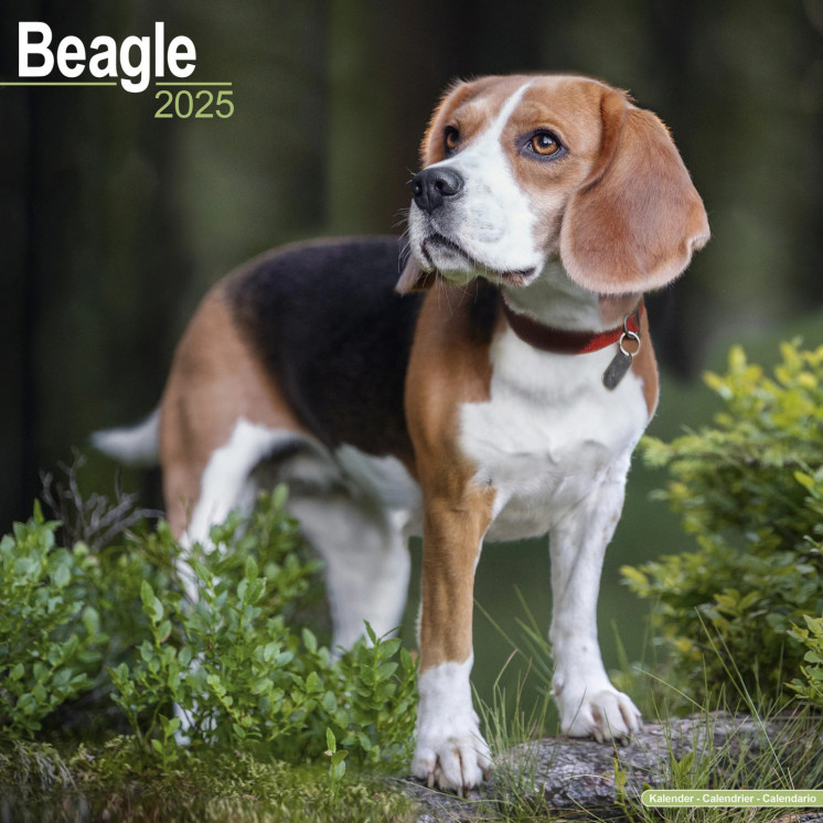 Calendrier Beagle 2025