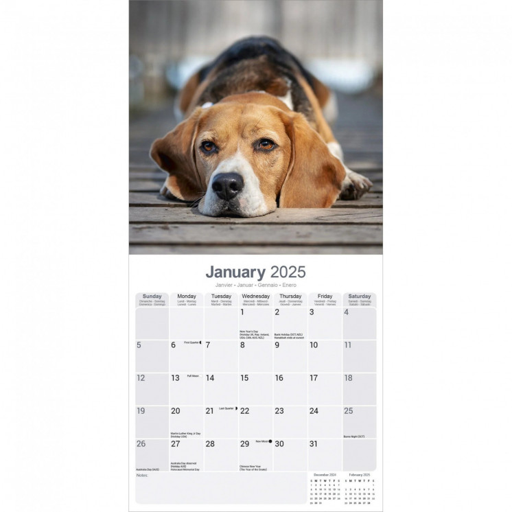 Calendrier Beagle 2025