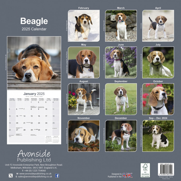 Calendrier Beagle 2025