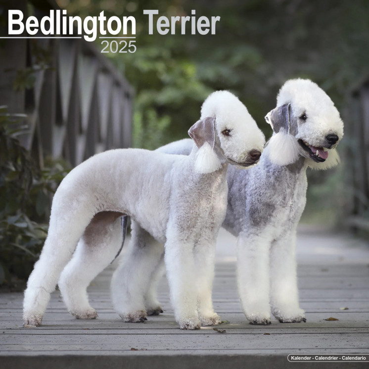 Calendrier Bedlington Terrier 2025