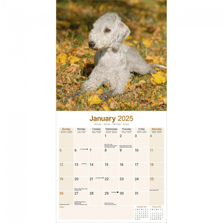 Calendrier Bedlington Terrier 2025