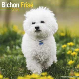 Calendrier Bichon Frise 2025