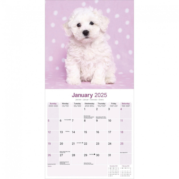 Calendrier Bichon Frise 2025