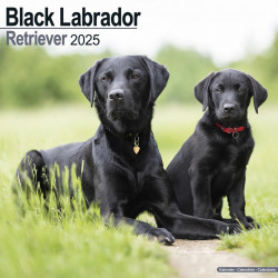 Calendrier Labrador Retriever Noir 2025