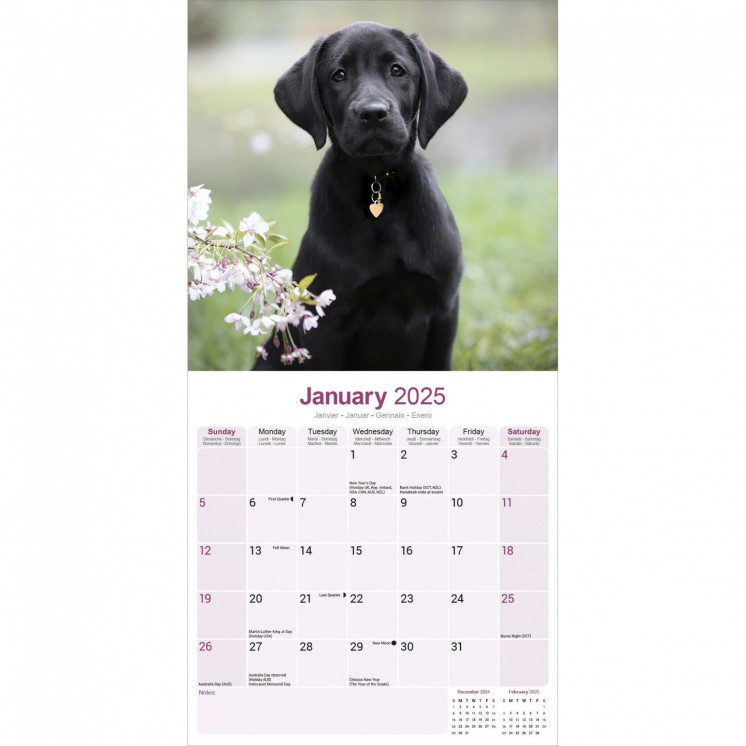 Calendrier Labrador Retriever Noir 2025