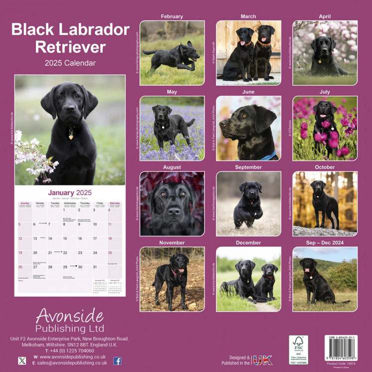 Calendrier Labrador Retriever Noir 2025