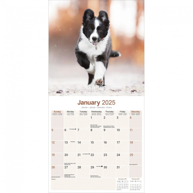 Calendrier Border Collie 2025