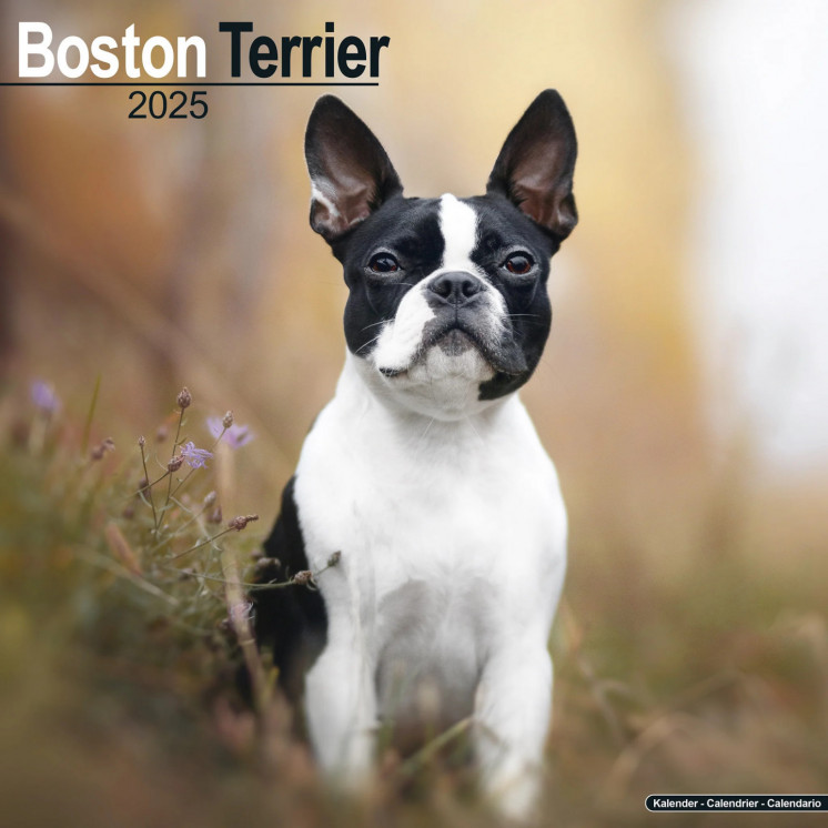 Calendrier Boston Terrier 2025