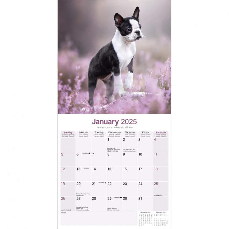 Calendrier Boston Terrier 2025