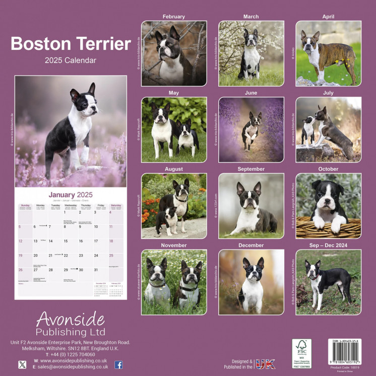 Calendrier Boston Terrier 2025