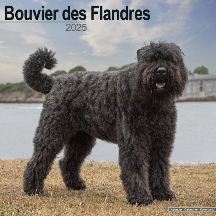 Calendrier Bouvier des Flandres 2025