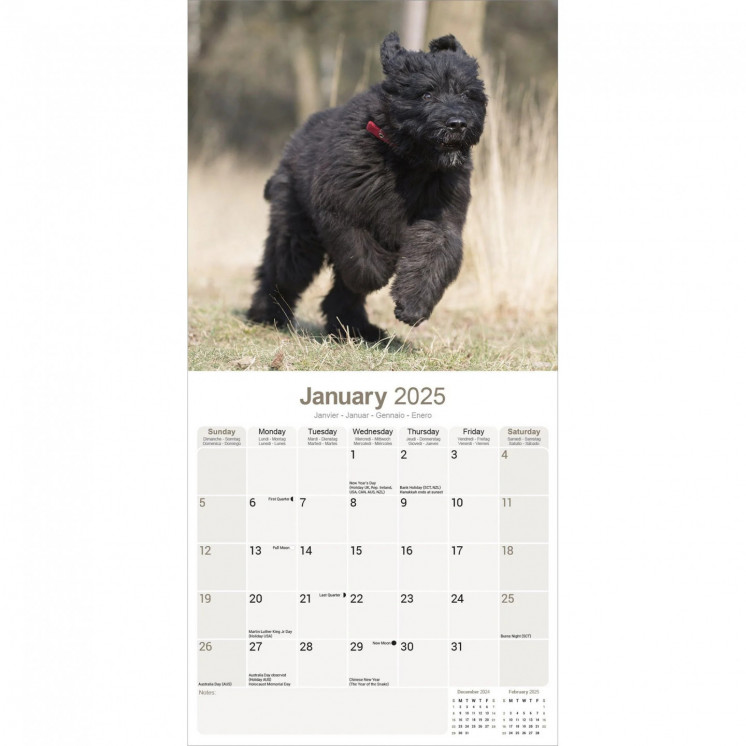 Calendrier Bouvier des Flandres 2025