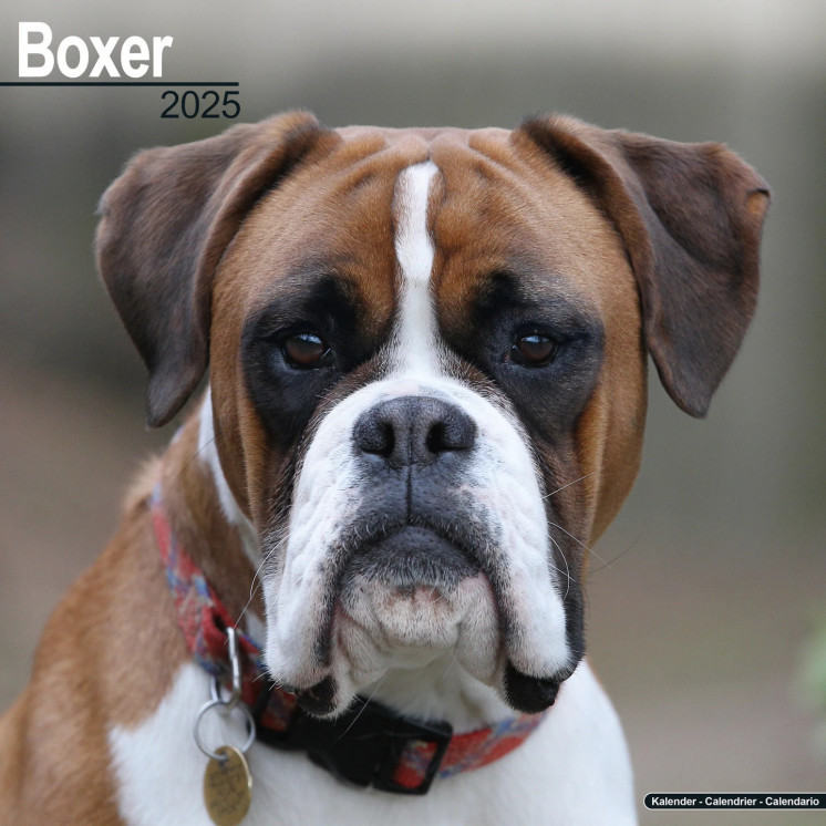 Calendrier Boxer 2025