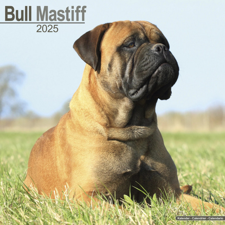 Calendrier Bull Mastiff 2025