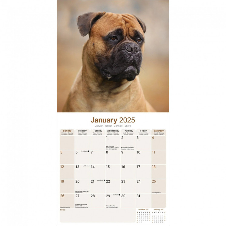 Calendrier Bull Mastiff 2025