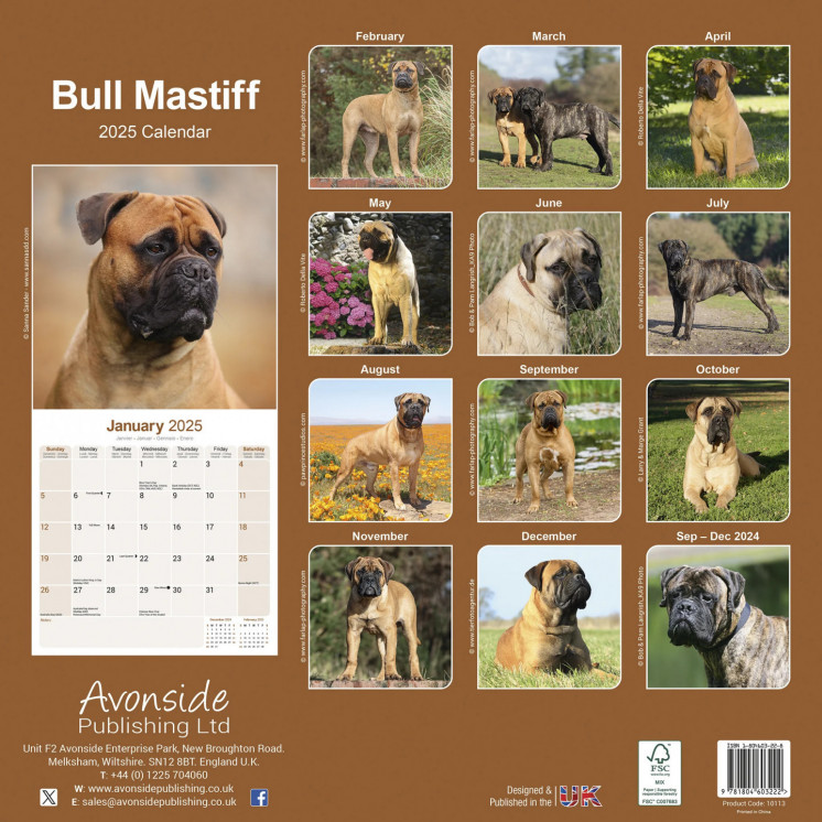 Calendrier Bull Mastiff 2025