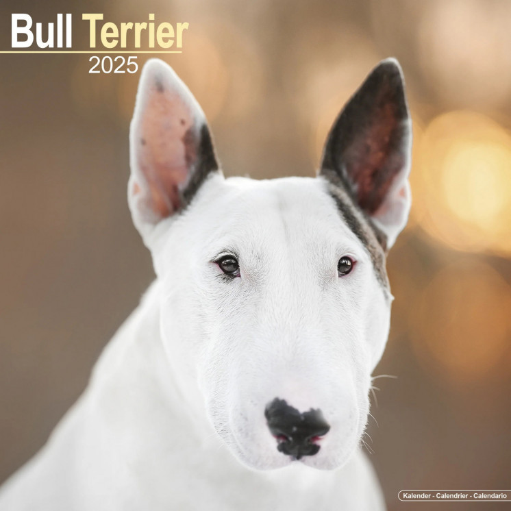 Calendrier Bull Terrier 2025