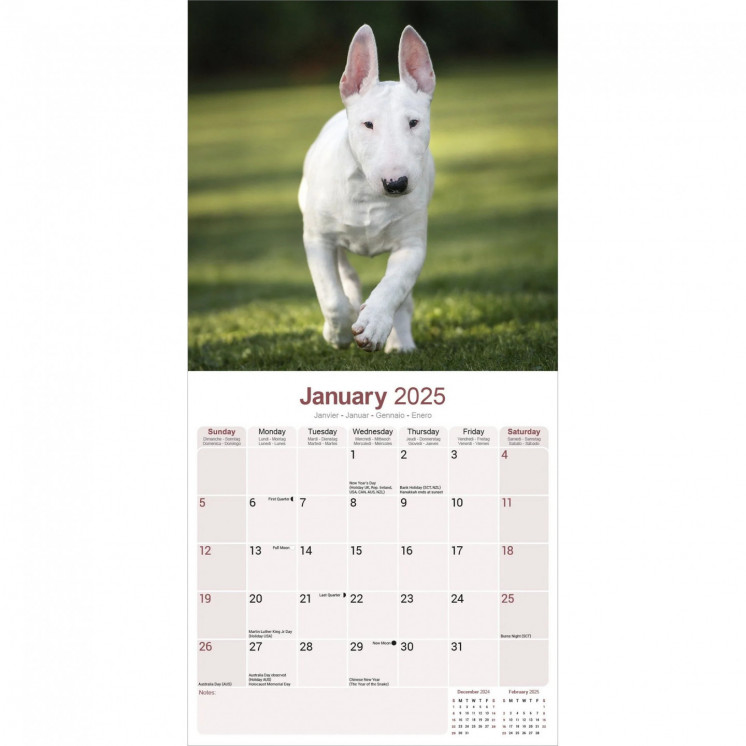 Calendrier Bull Terrier 2025