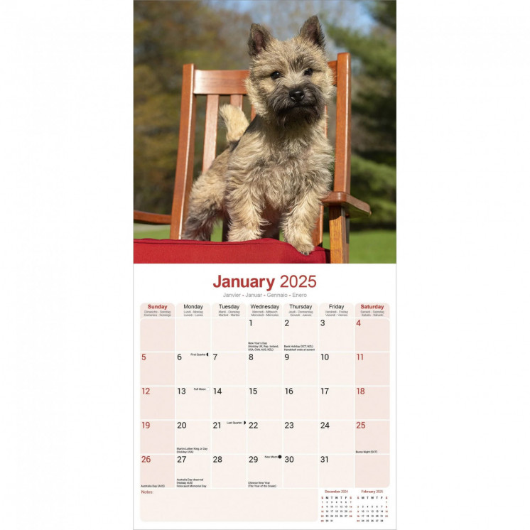 Calendrier Cairn Terrier 2025