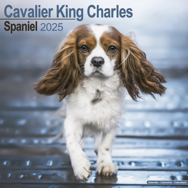 Calendrier Cavalier King Charles Spaniel 2025