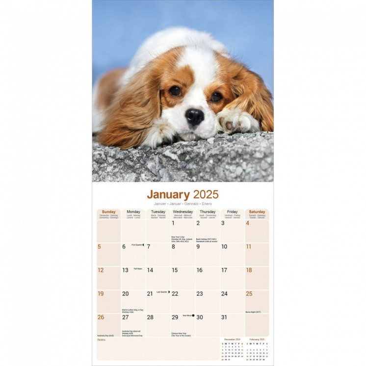 Calendrier Cavalier King Charles Spaniel 2025