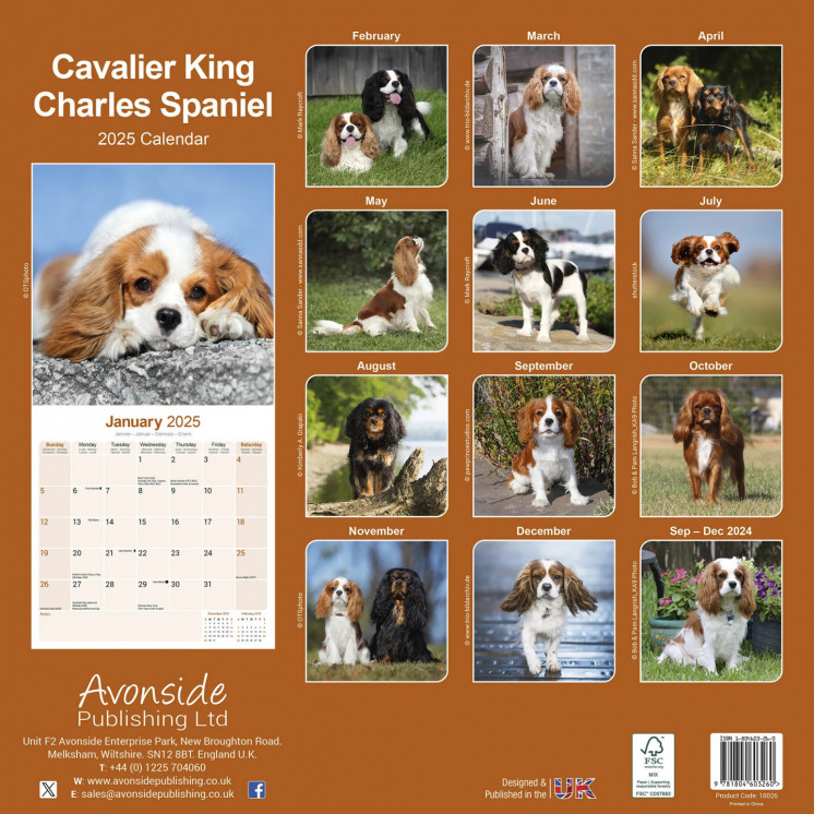 Calendrier Cavalier King Charles Spaniel 2025