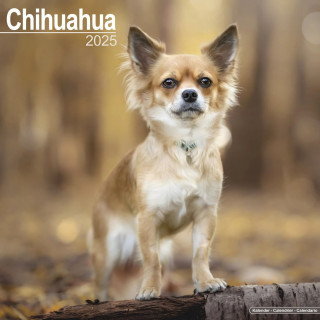 Calendrier Chihuahua 2025