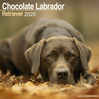 Calendrier Labrador Retriever Chocolat 2025