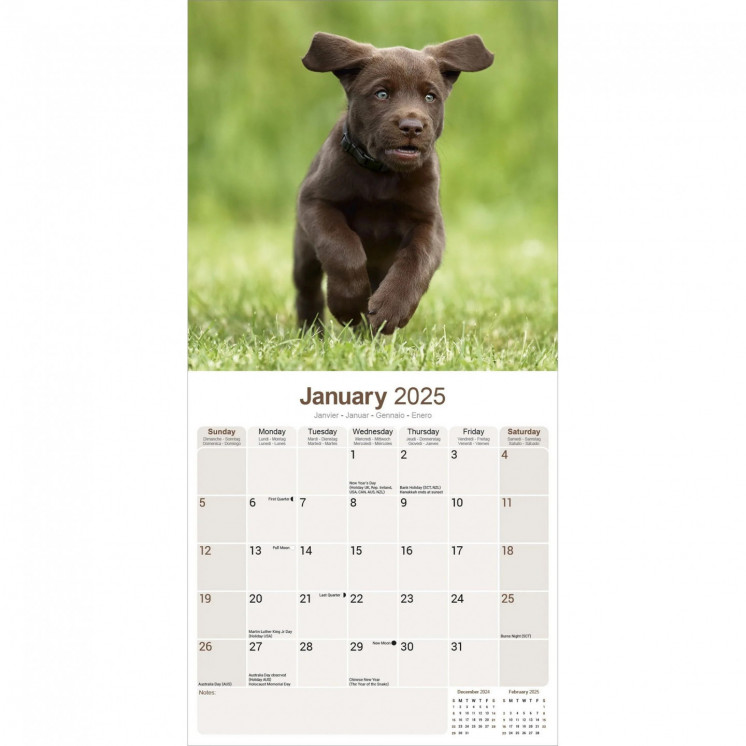 Calendrier Labrador Retriever Chocolat 2025